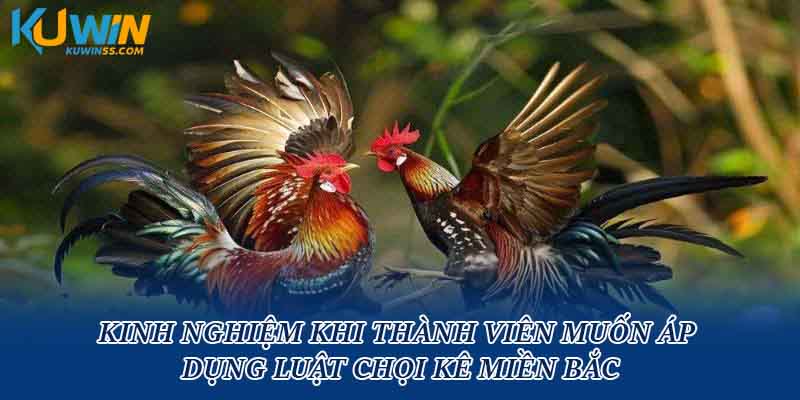 Kinh nghiệm khi thành viên muốn áp dụng luật chọi kê miền Bắc