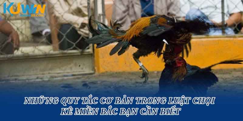 Những quy tắc cơ bản trong luật chọi kê miền Bắc bạn cần biết